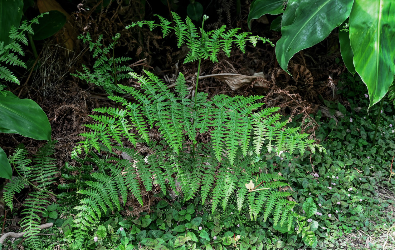 Изображение особи Pteridium aquilinum.