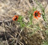 род Adonis. Верхушка цветущего побега. Турция, ил Ван, хр. Бол, окр. крепости Чавуштепе, горная степь. 23 мая 2025 г.