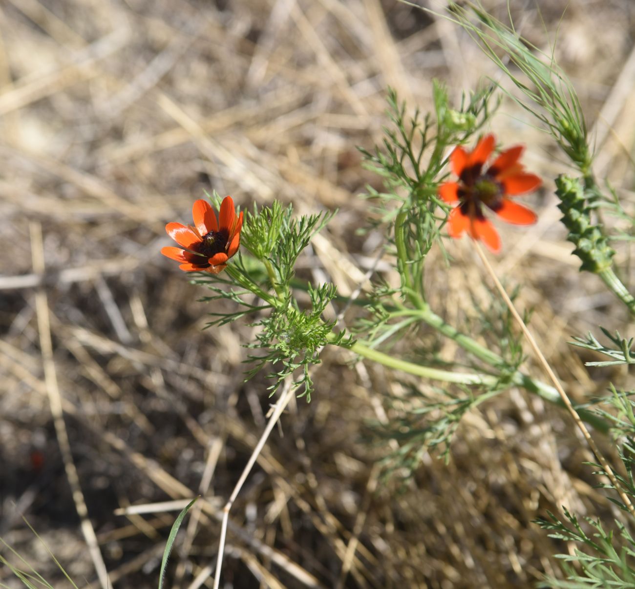 Изображение особи Adonis aestivalis.