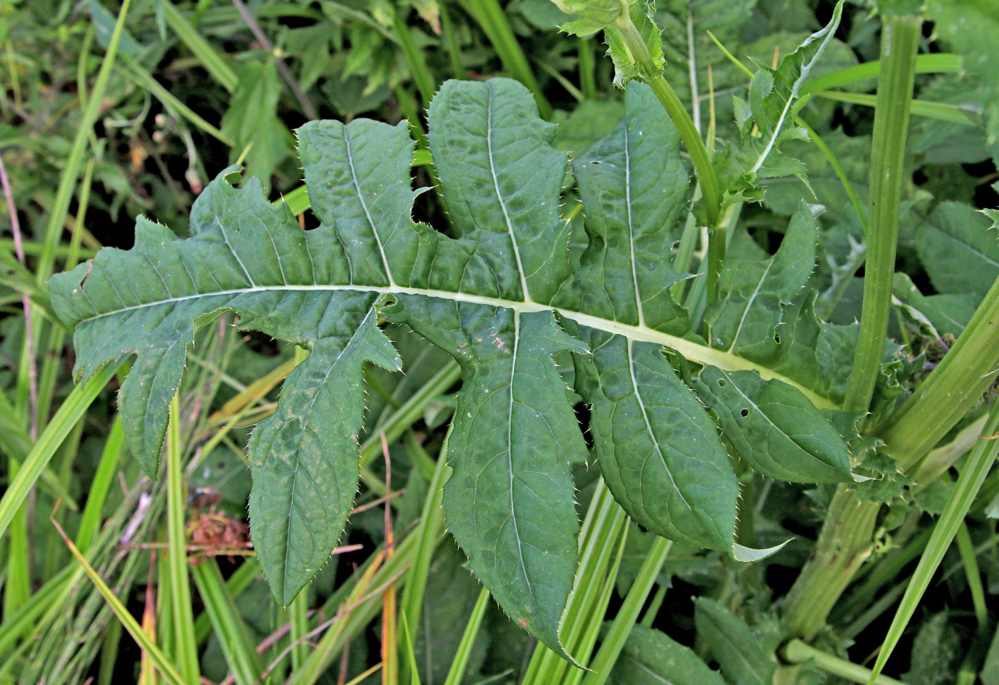 Изображение особи Cirsium oleraceum.