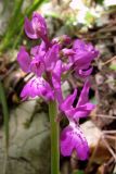 Orchis × penzigiana. Соцветие. Крым, Бельбекская долина. 14 мая 2008 г.