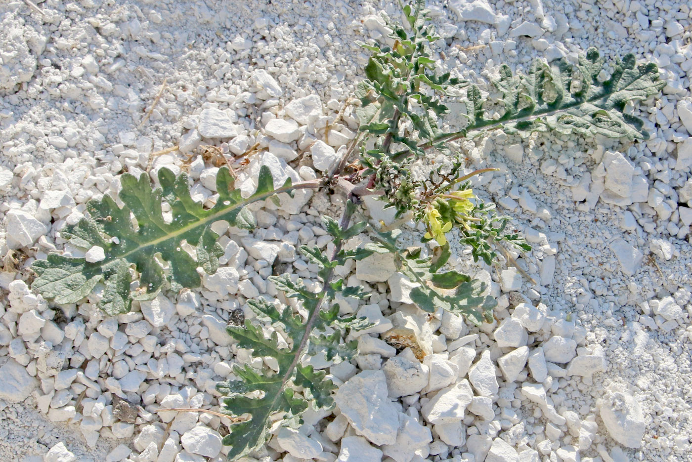 Image of Erucastrum gallicum specimen.