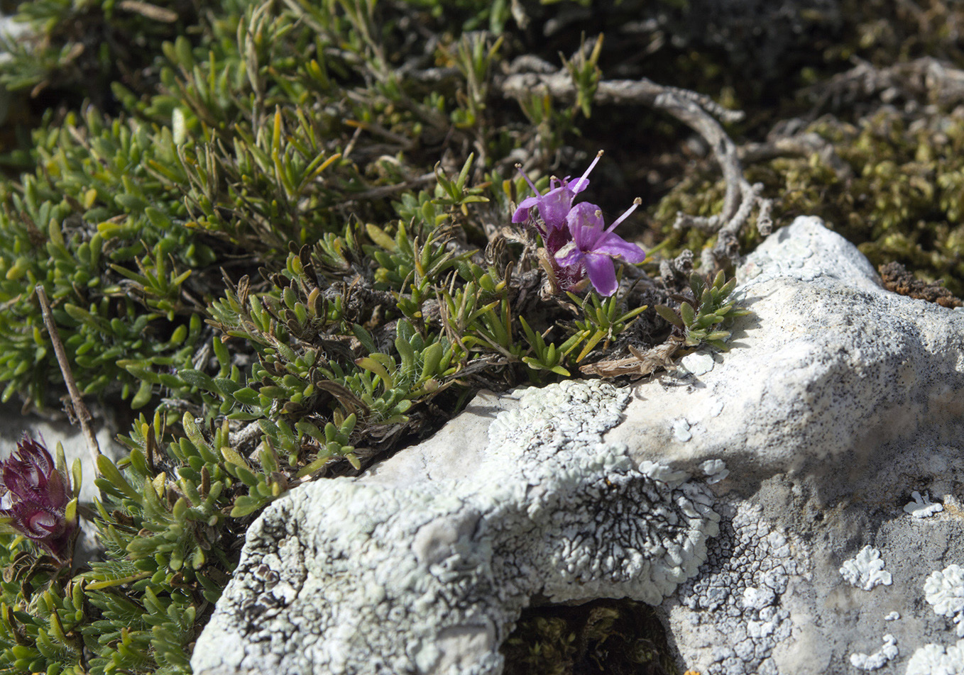 Image of Thymus majkopensis specimen.