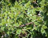 genus Rosa. Верхушка веточки с развивающимися бутонами. Абхазия, Гагрский р-н, 1850 м н.у.м., каменистый субальпийский луг. 12.06.2025.