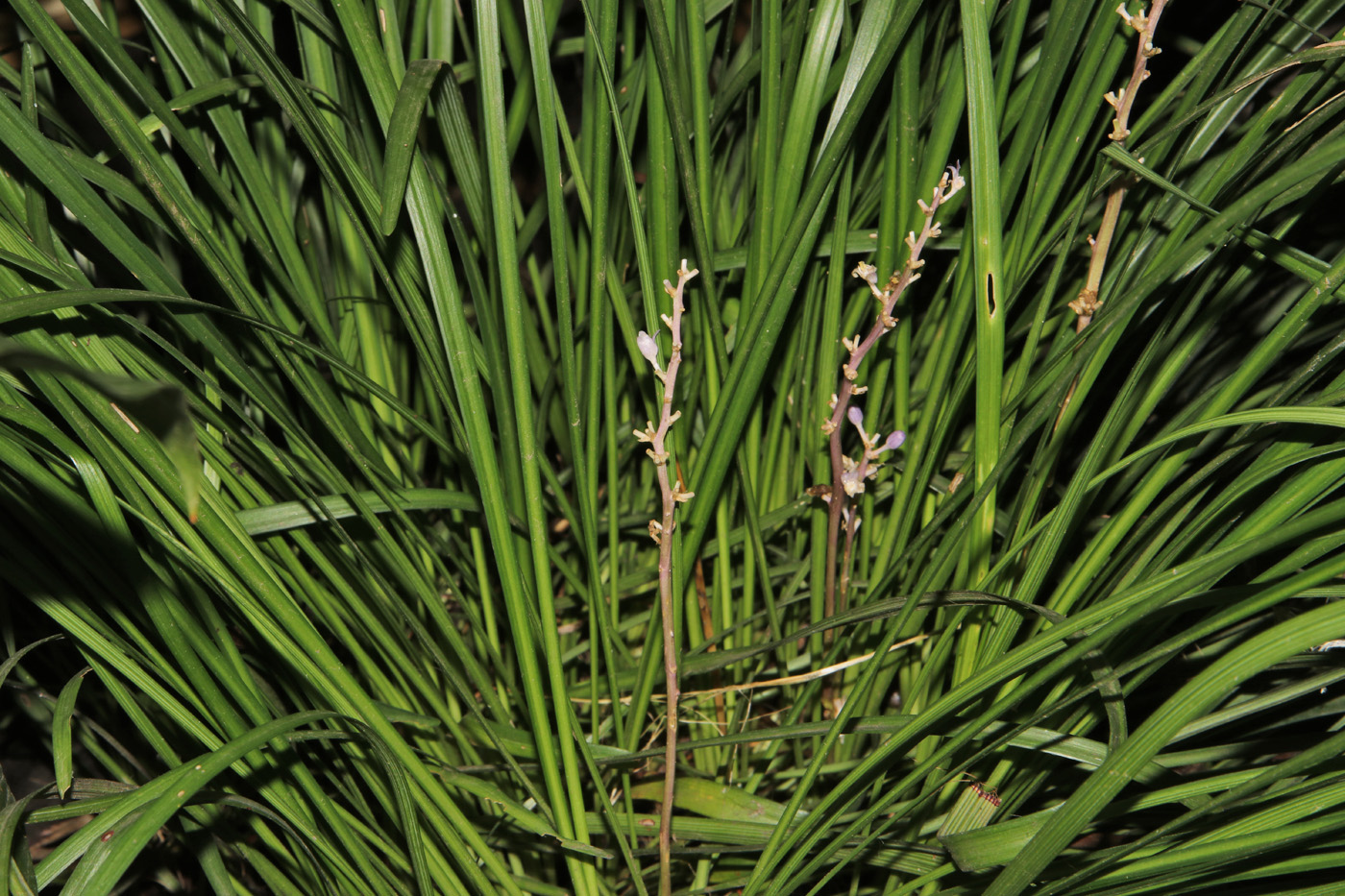 Image of Liriope muscari specimen.
