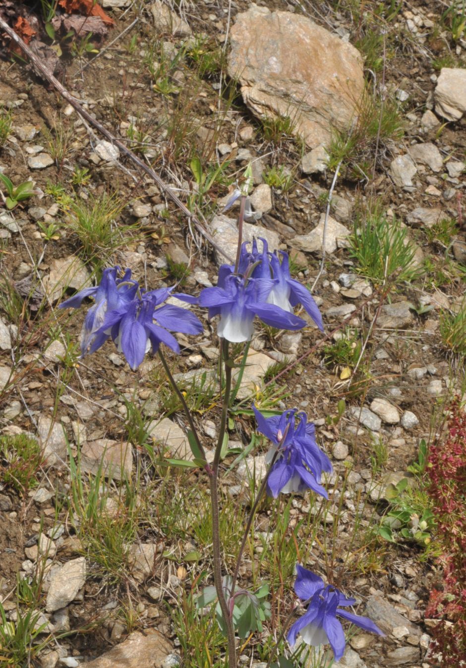Изображение особи Aquilegia olympica.