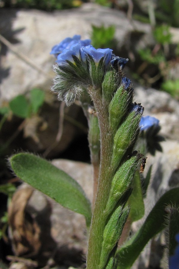 Изображение особи Myosotis incrassata.