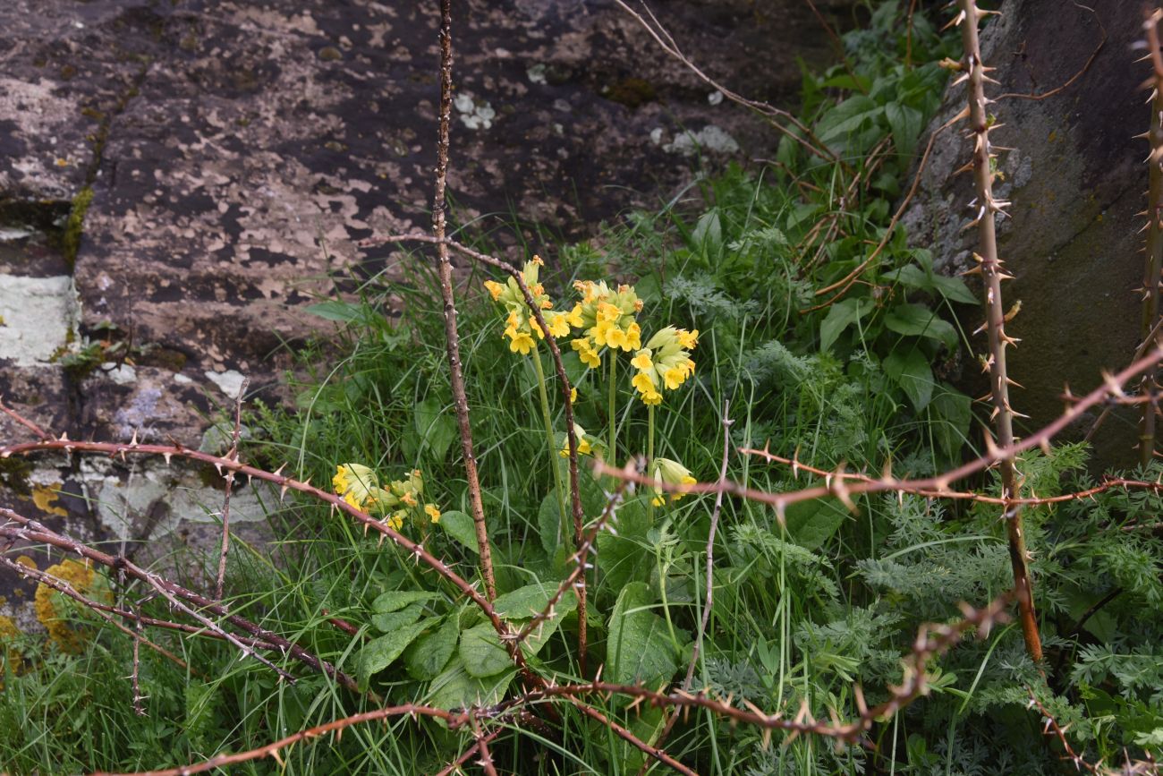 Изображение особи Primula macrocalyx.