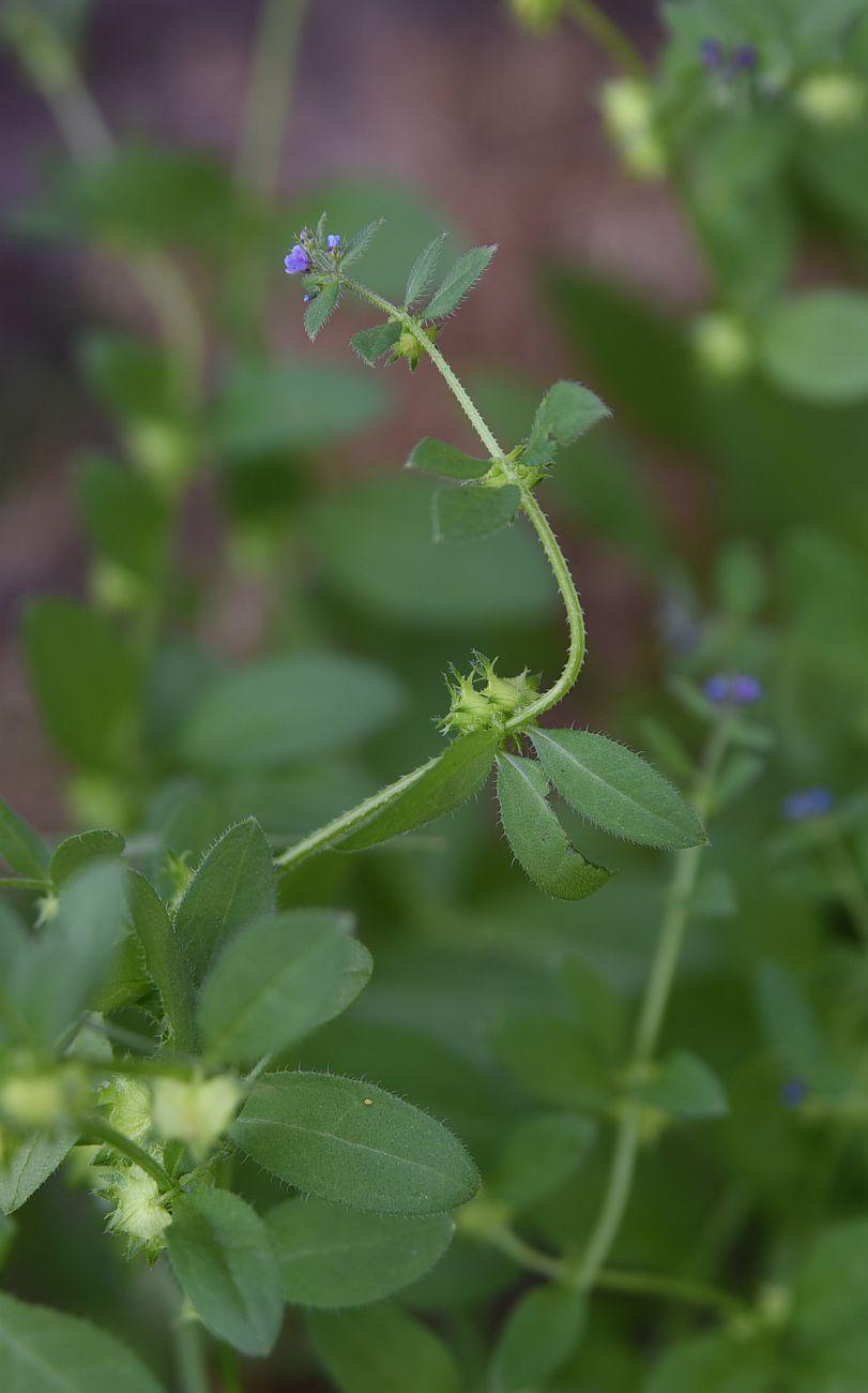 Изображение особи Asperugo procumbens.