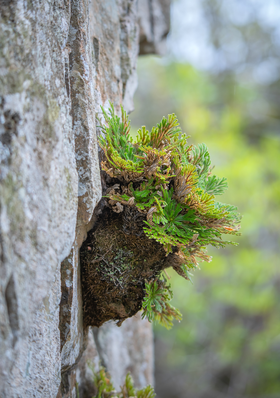 Изображение особи Selaginella tamariscina.