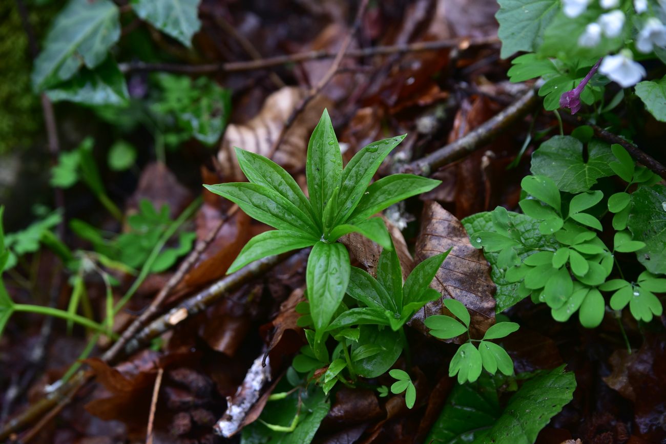Изображение особи Paris incompleta.