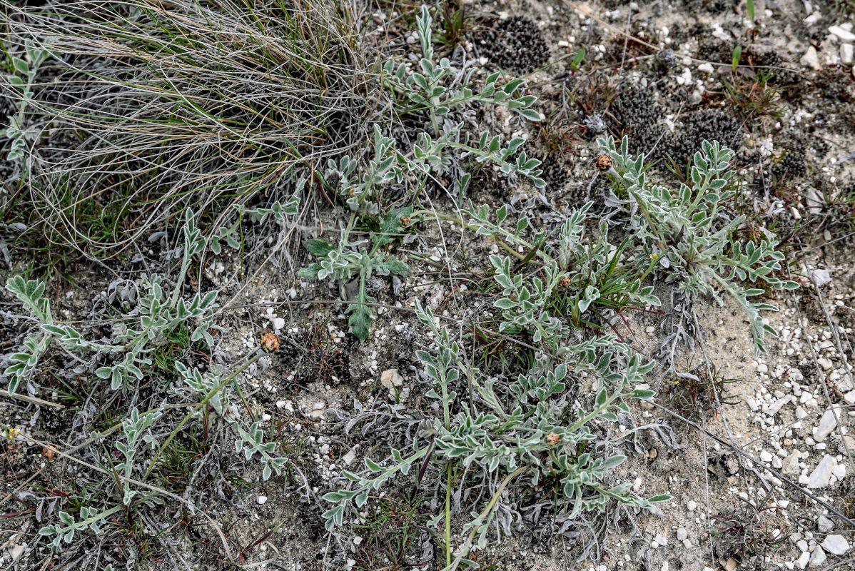 Image of Psephellus marschallianus specimen.