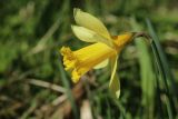 Narcissus pseudonarcissus. Цветок. Ленинградская обл., Ломоносовский р-н, дер. Дубки, дачный участок, в культуре. 01.05.2026.