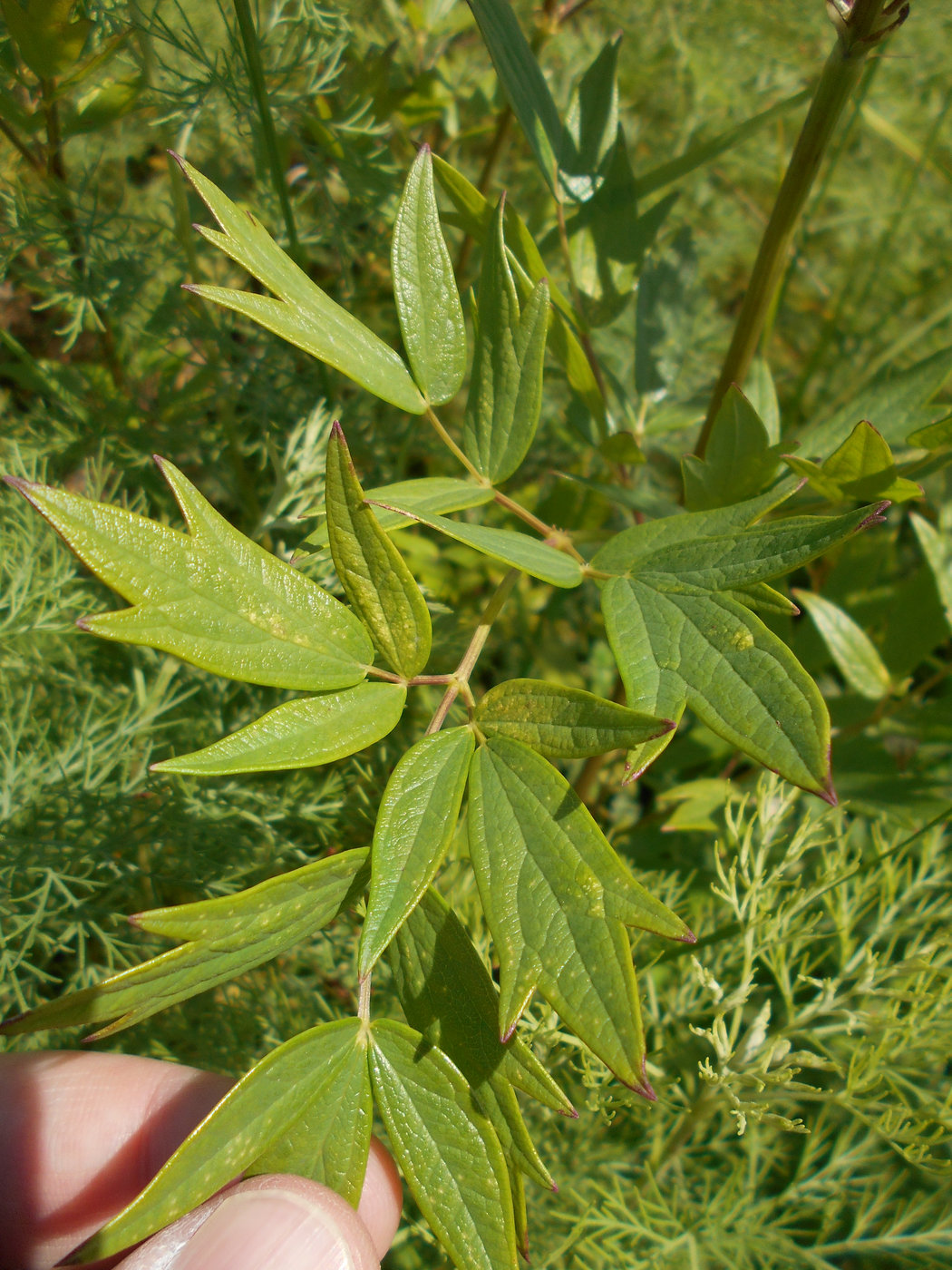 Изображение особи Thalictrum flavum.