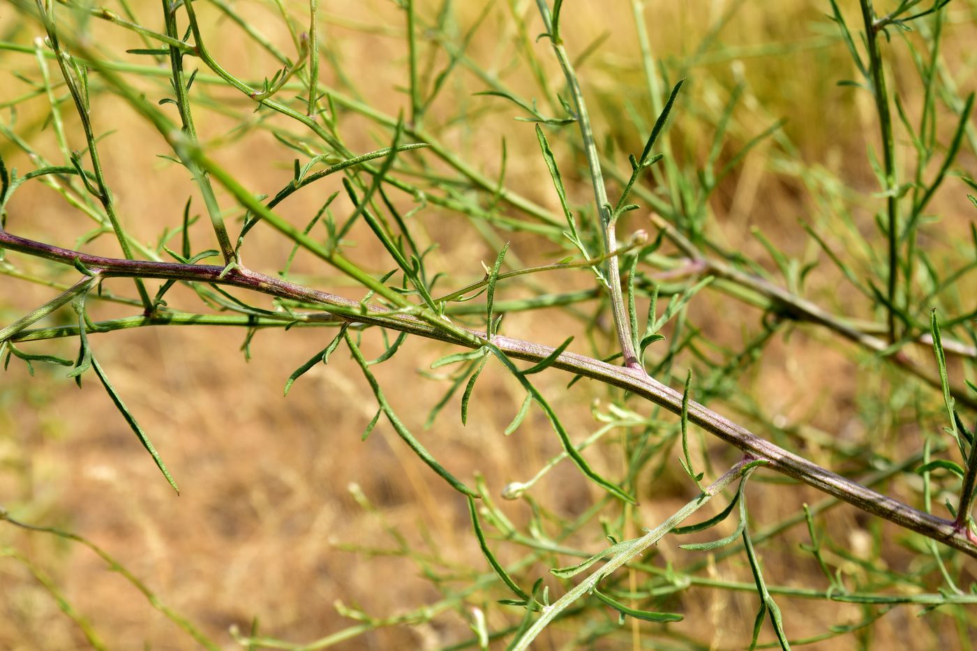 Image of Centaurea arenaria specimen.