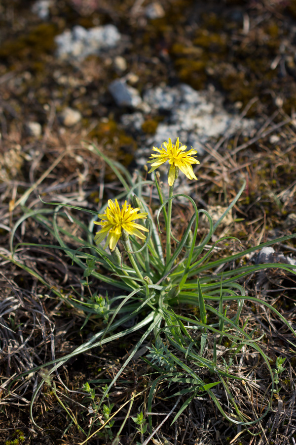 Image of Scorzonera mollis specimen.