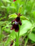 Ophrys insectifera