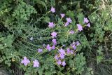 Linum olgae
