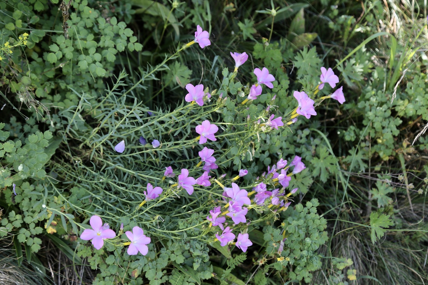 Изображение особи Linum olgae.