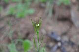 род Cardamine