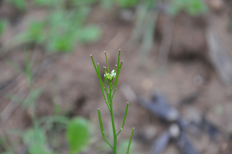 Изображение особи род Cardamine.