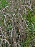 Triticum aestivum