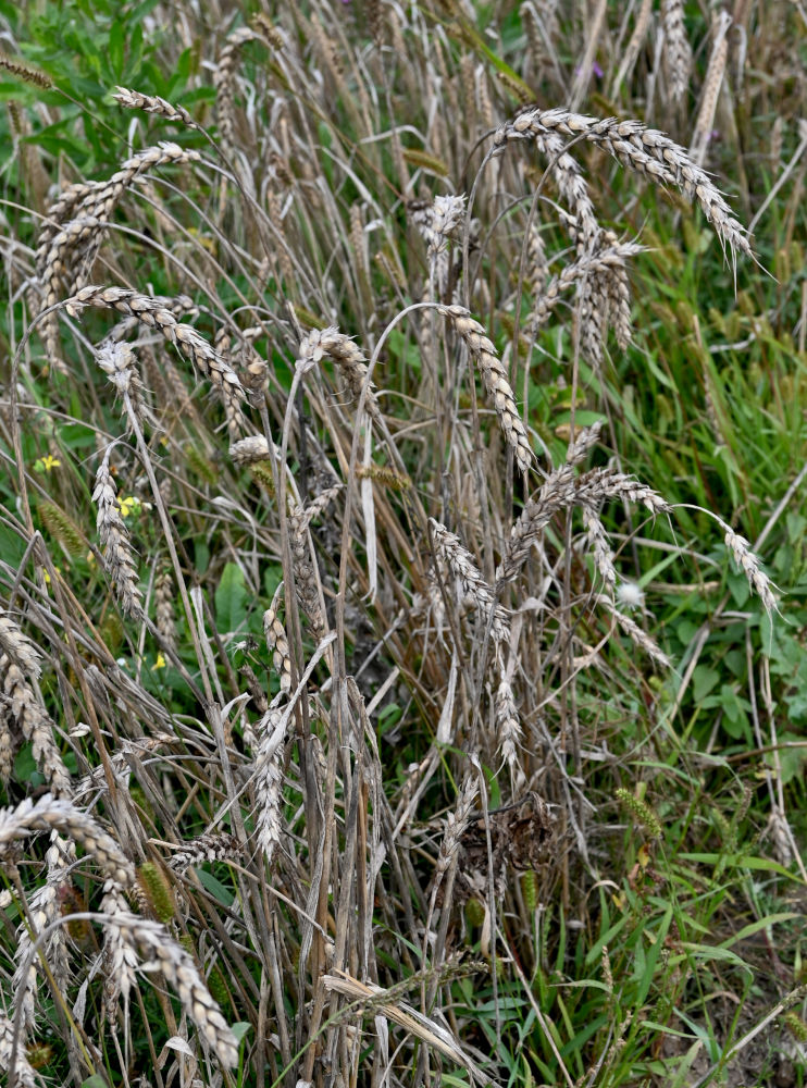 Image of Triticum aestivum specimen.