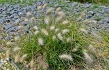 Смотреть изображение Pennisetum villosum