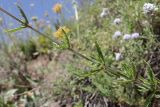 Nepeta podostachys