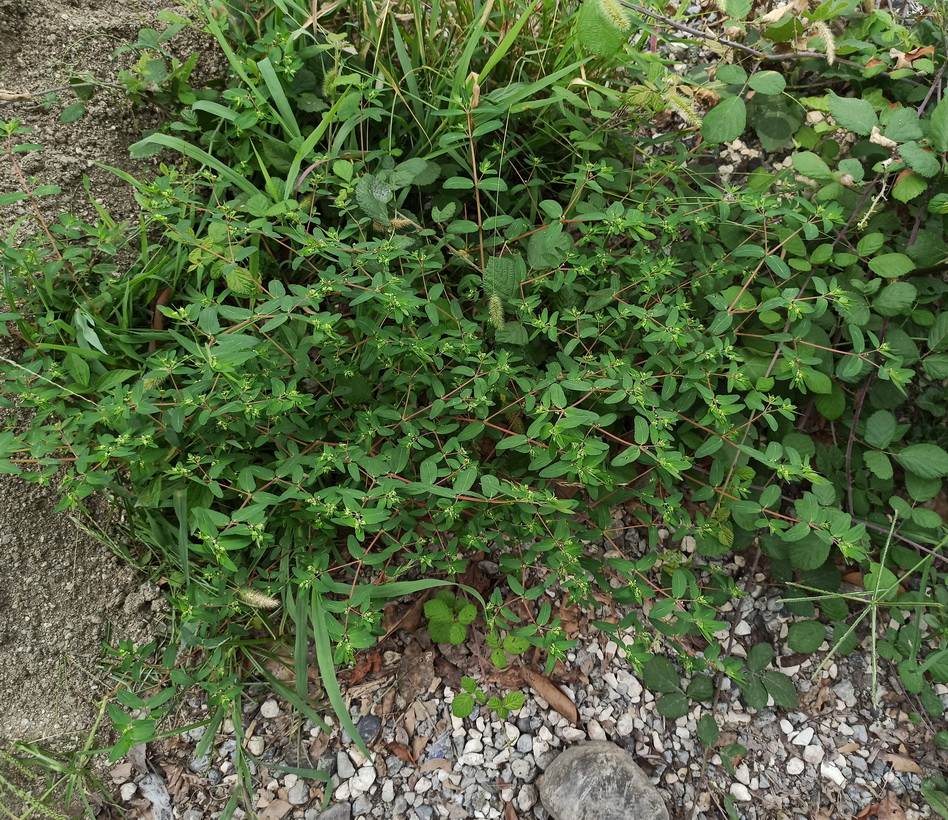 Image of genus Euphorbia specimen.