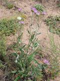 Jurinea cyanoides. Цветущее и плодоносящее растение с цельными листовыми пластинками. Ульяновская обл., Мелекесский р-н, окр. с. Лебяжье, сосновый бор на дюнах, вырубка под ЛЭП. 09.07.2024.