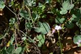 Rumex scutatus. Листья. Турция, ил Артвин, р-н Юсуфели, 450 м ниже дер. Гюльпынар, выс. 1520 м н.у.м., каменистый склон. 13 июня 2026 г.