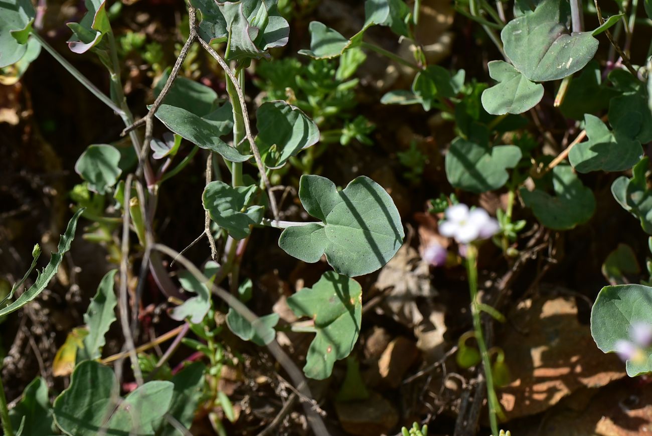 Изображение особи Rumex scutatus.