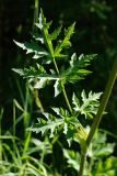 Heracleum sibiricum. Средний стеблевой лист с паутинкой. Беларусь, Витебская обл., окр. дер. Местечко, мыс на побережье оз. Езерище, разнотравно-злаковый суходольный луг. 18.07.2026.