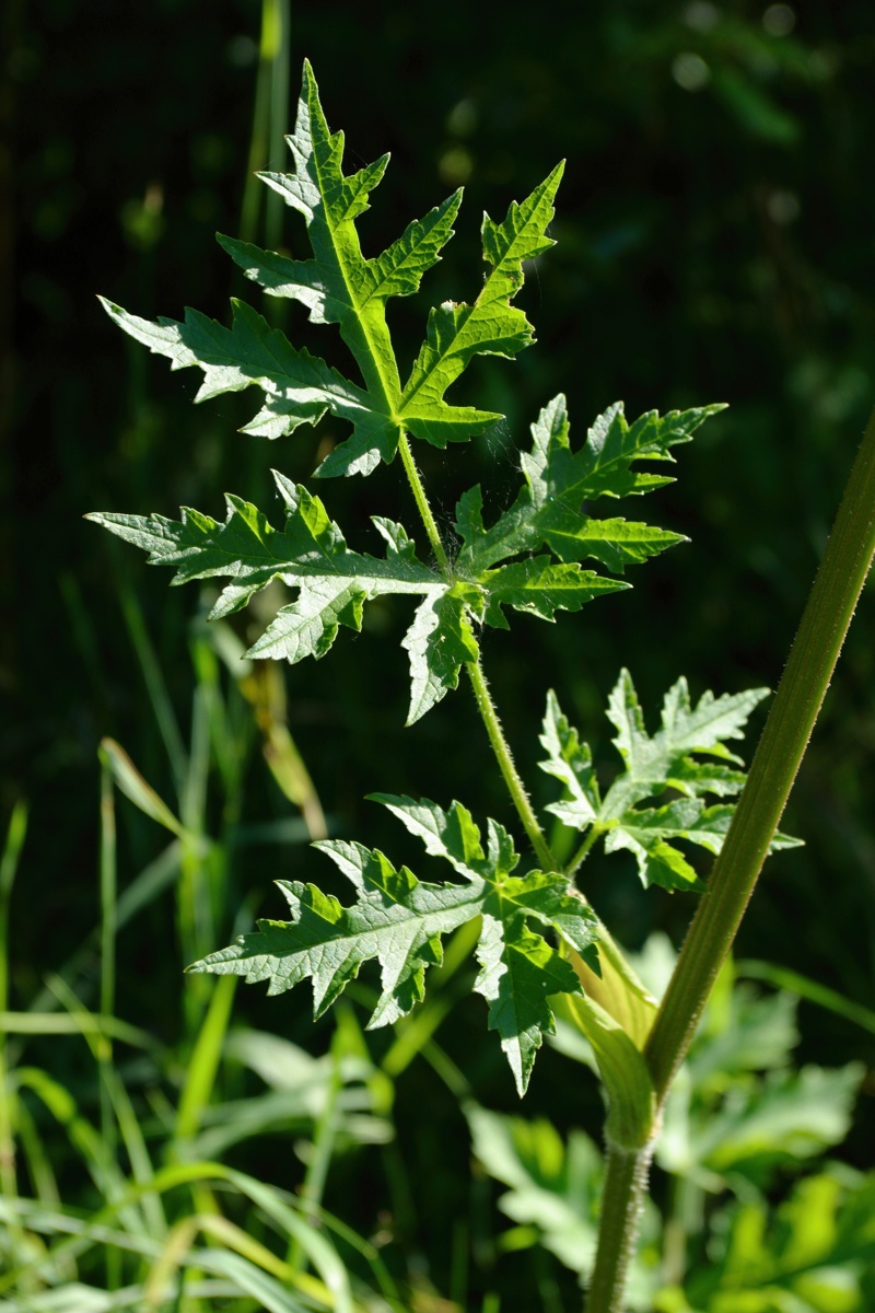 Image of Heracleum sibiricum specimen.