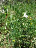 Vicia cordata. Верхушка цветущего и плодоносящего растения (гипохромная форма). Южный Берег Крыма, окр. пгт Симеиз. 18 мая 2011 г.