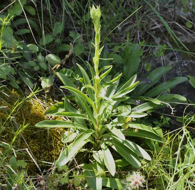 Image of Lilium candidum specimen.
