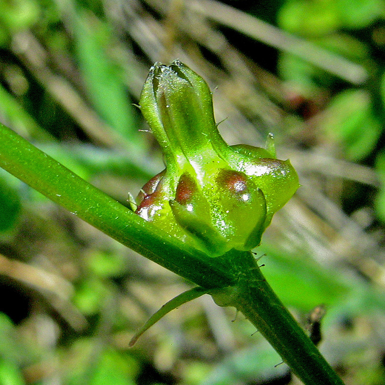 Изображение особи Zacintha verrucosa.