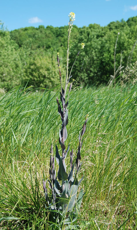 Image of Turritis glabra specimen.