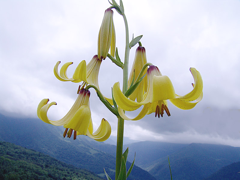 Изображение особи Lilium monadelphum.