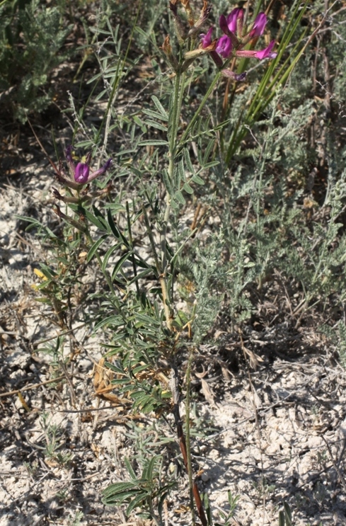 Изображение особи Astragalus brachylobus.