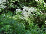 Aruncus sylvestris