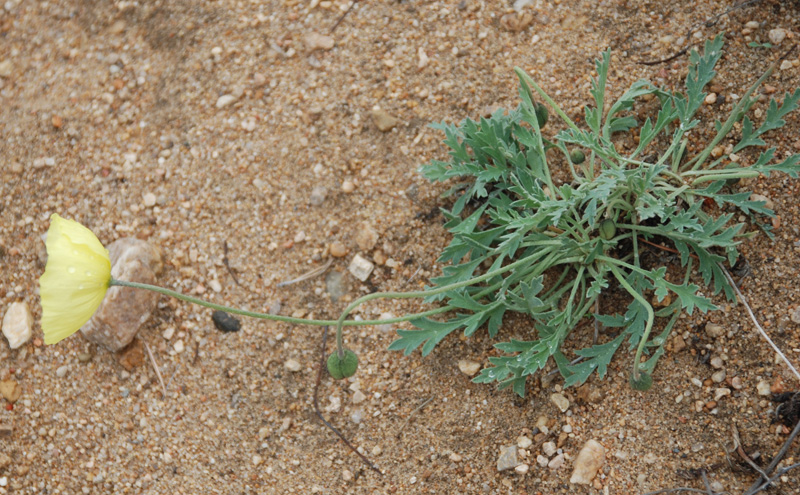 Изображение особи Papaver nudicaule.