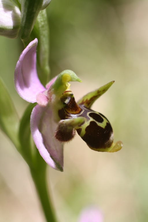 Image of Ophrys oestrifera specimen.