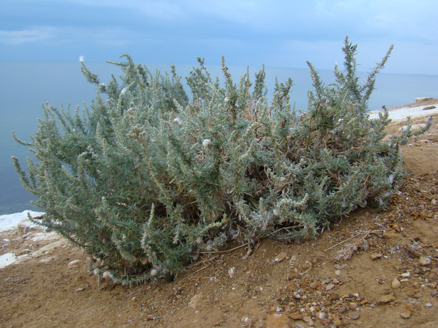 Image of Bassia prostrata specimen.