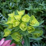 Euphorbia virgata. Соцветие. Вологодская обл. Сокольский р-н, д. Шилыково, пойма р. Кубена. 7 июня 2007 г.