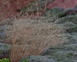 Agrostis geminata. Высохшие после плодоношения растения на термально-моховой площадке. Камчатка, Кроноцкий запов., Долина Гейзеров. 27.08.2011.