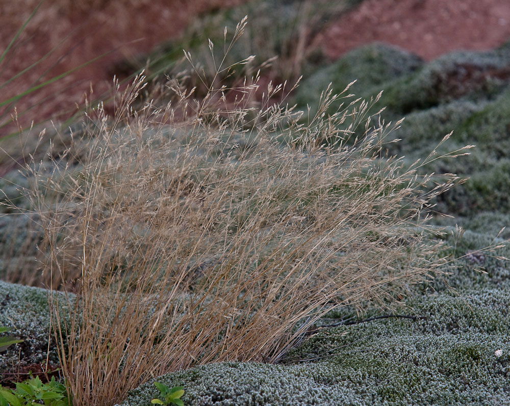 Image of Agrostis geminata specimen.