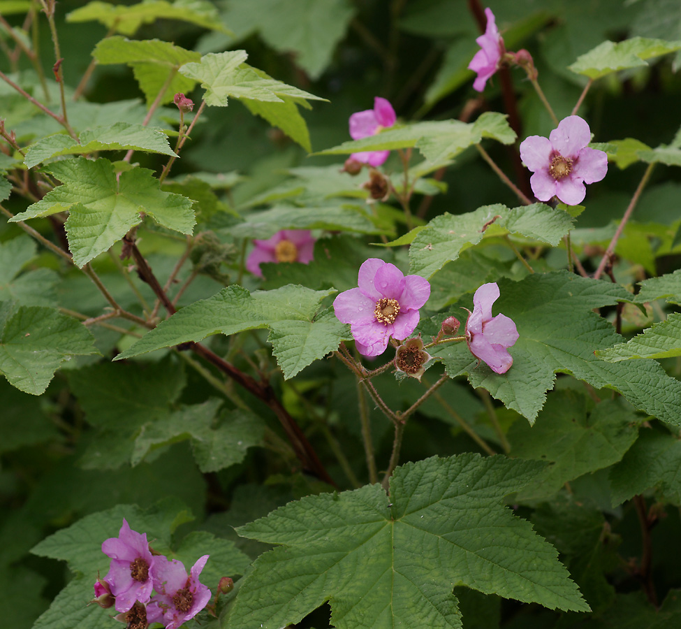 Image of Rubus odoratus specimen.