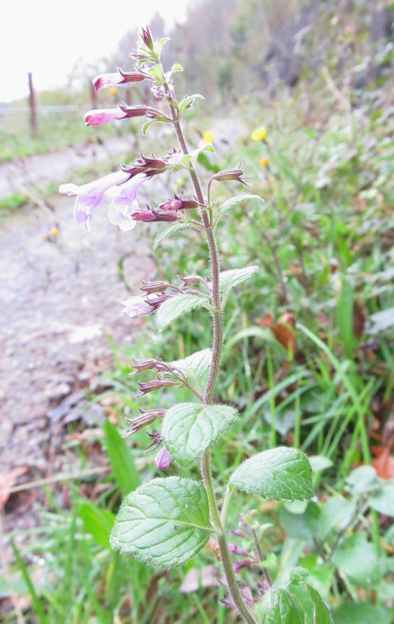 Image of Clinopodium menthifolium specimen.